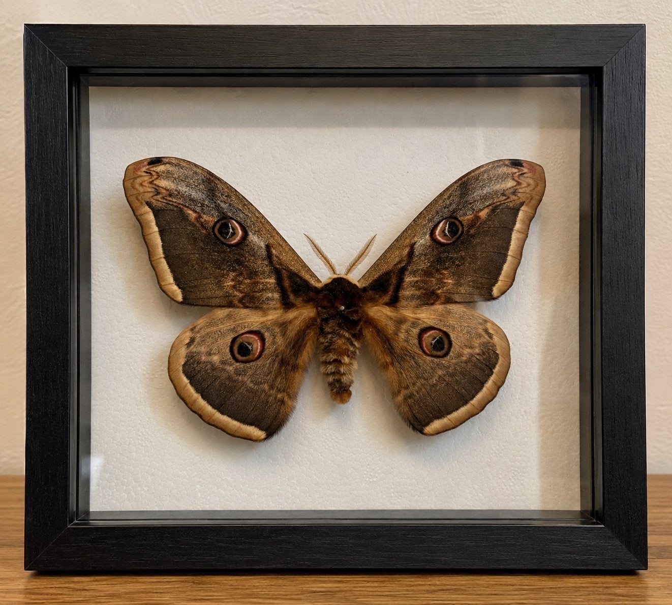 Giant Peacock moth, Dieren en Toebehoren, Vlinders of Rupsen