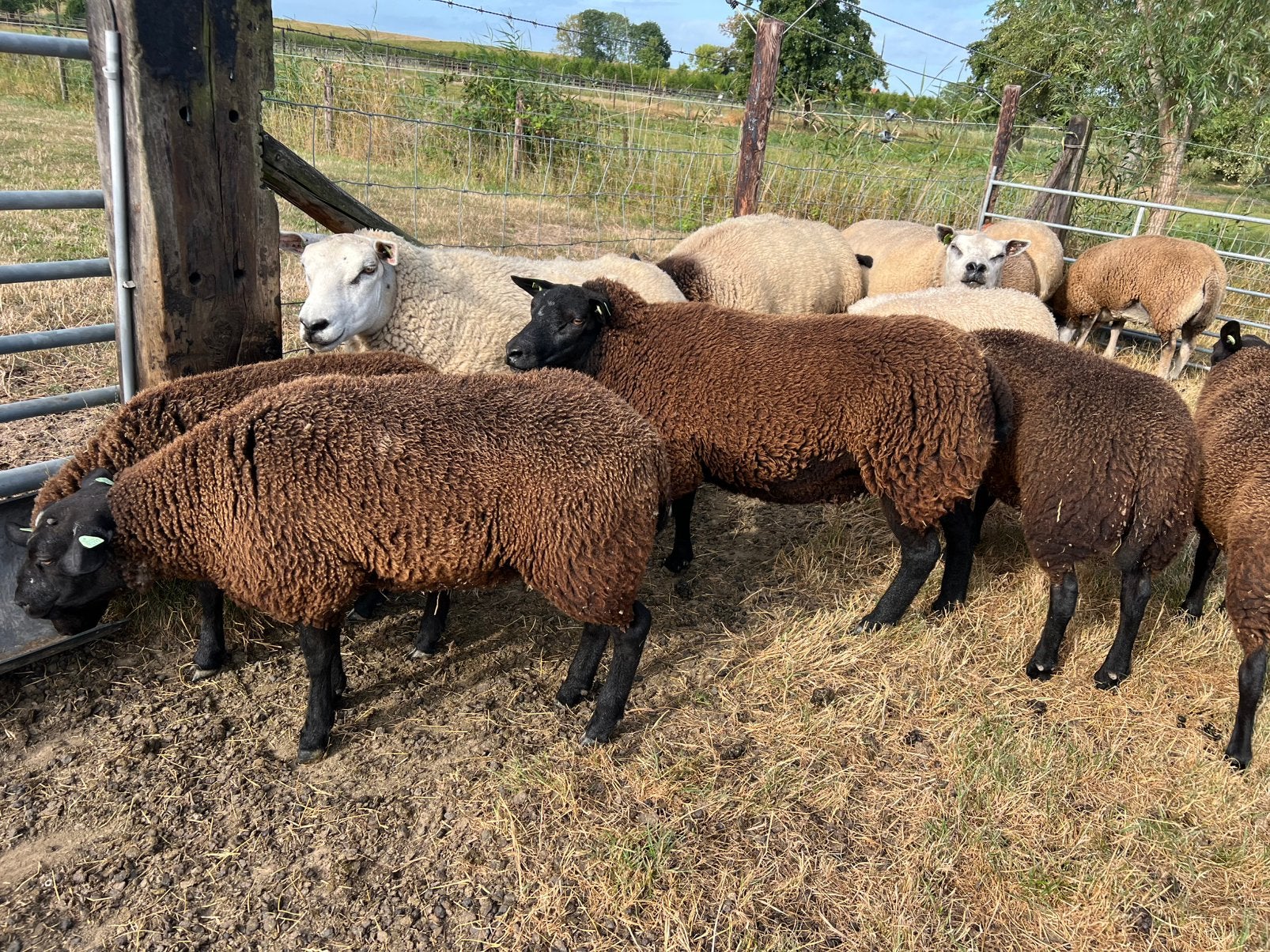 6 (Fok)ooien te koop texelaar, Vrouwelijk, Schaap
