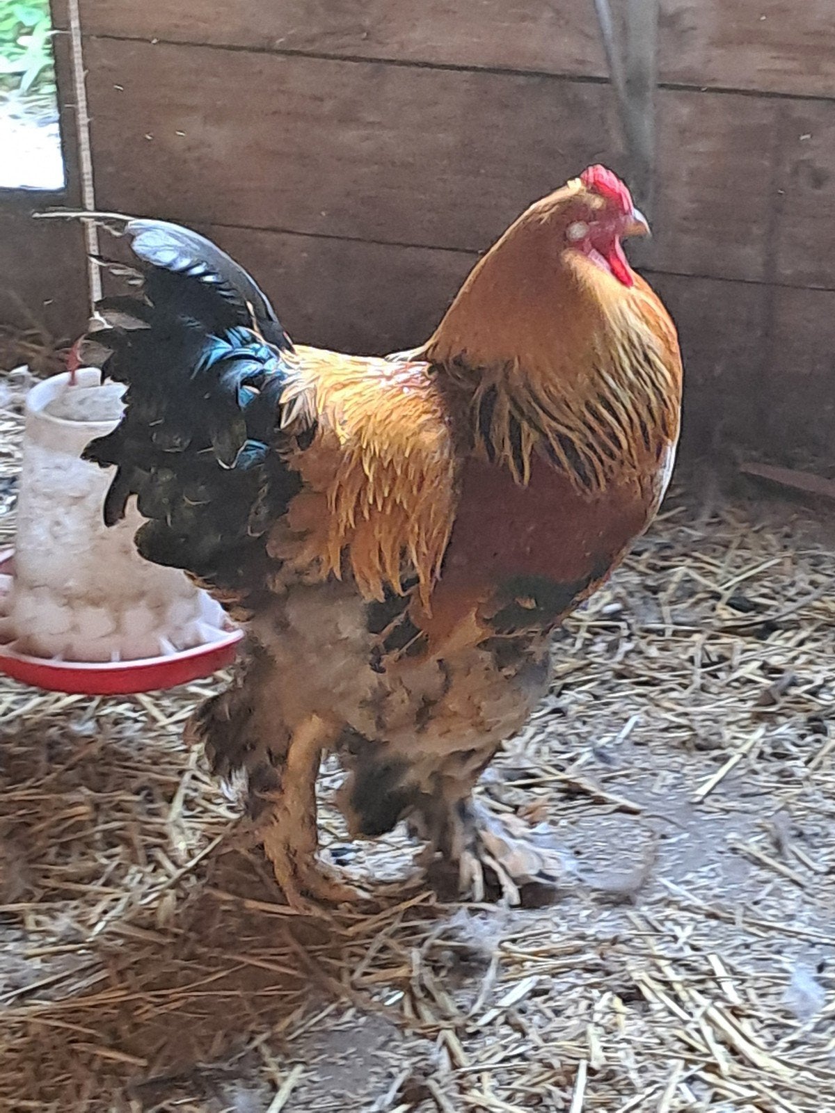 brahma haan