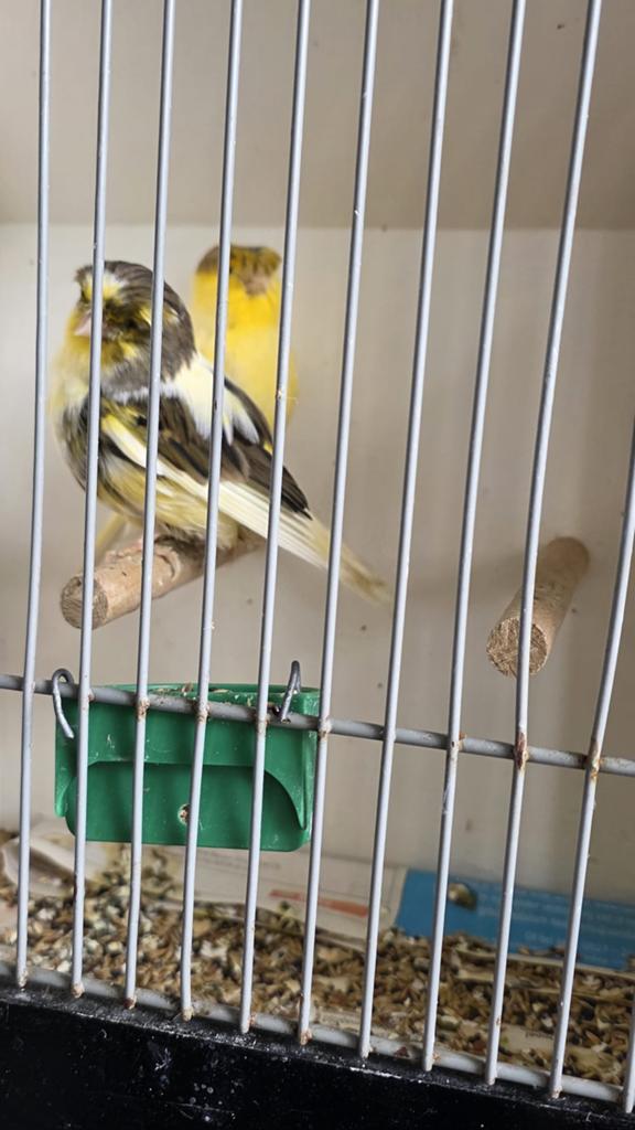 Koppel Golster man met kuif, Meerdere dieren, Postuurkanarie