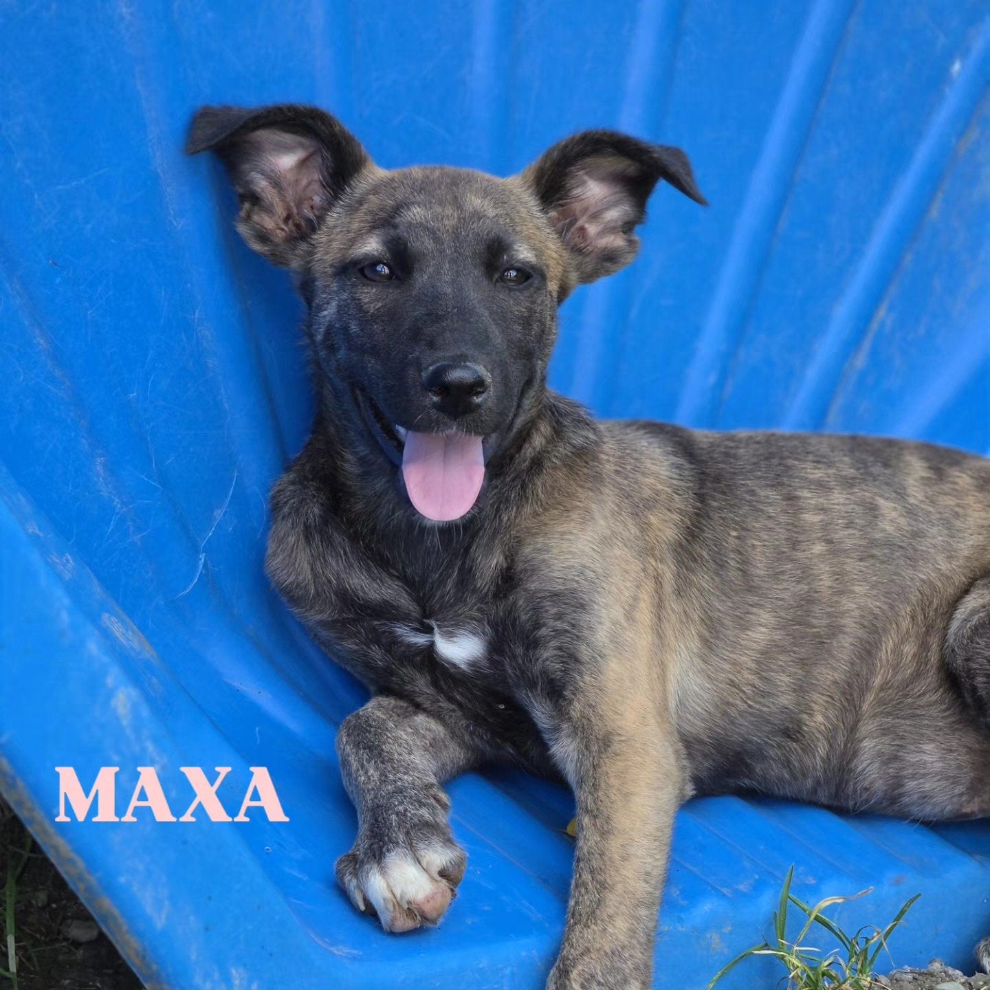 Pup Maxa zoekt een baasje, 15 weken tot 1 jaar, Handelaar, Buitenland, Teef