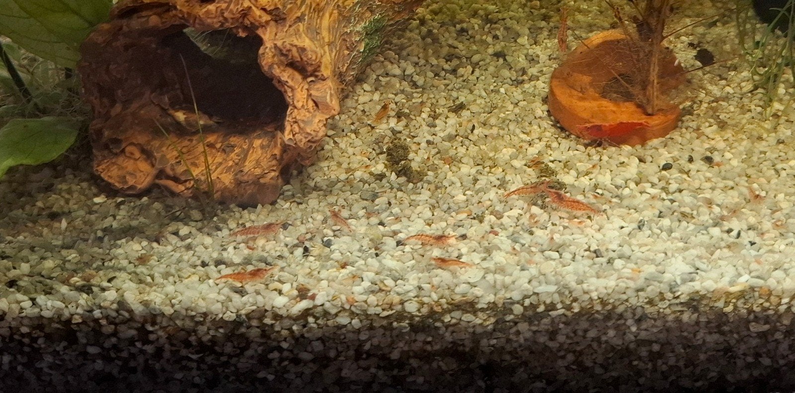 Jonge neocardina garnalen, Dieren en Toebehoren, Kreeft, Krab of Garnaal, Zoetwatervis