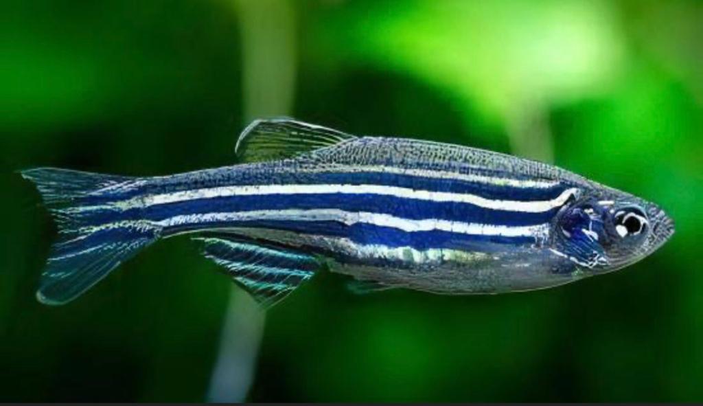 Actie €0.75 pst Zebra Danio ML, Vis