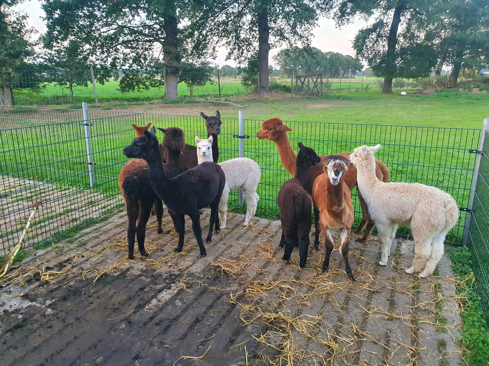 Alpacas, Dieren en Toebehoren, Meerdere dieren, Schaap, 0 tot 2 jaar