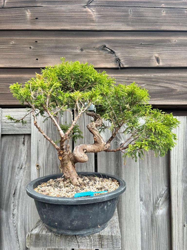 Juniper chinensis itoigawa bonsai, Tuin en Terras, Bloeit niet, Overige soorten, Minder dan 100 cm, Ophalen