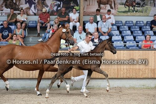 KWPN hengstveulen zwart, Minder dan 160 cm, Niet van toepassing, Dressuurpaard, 0 tot 2 jaar