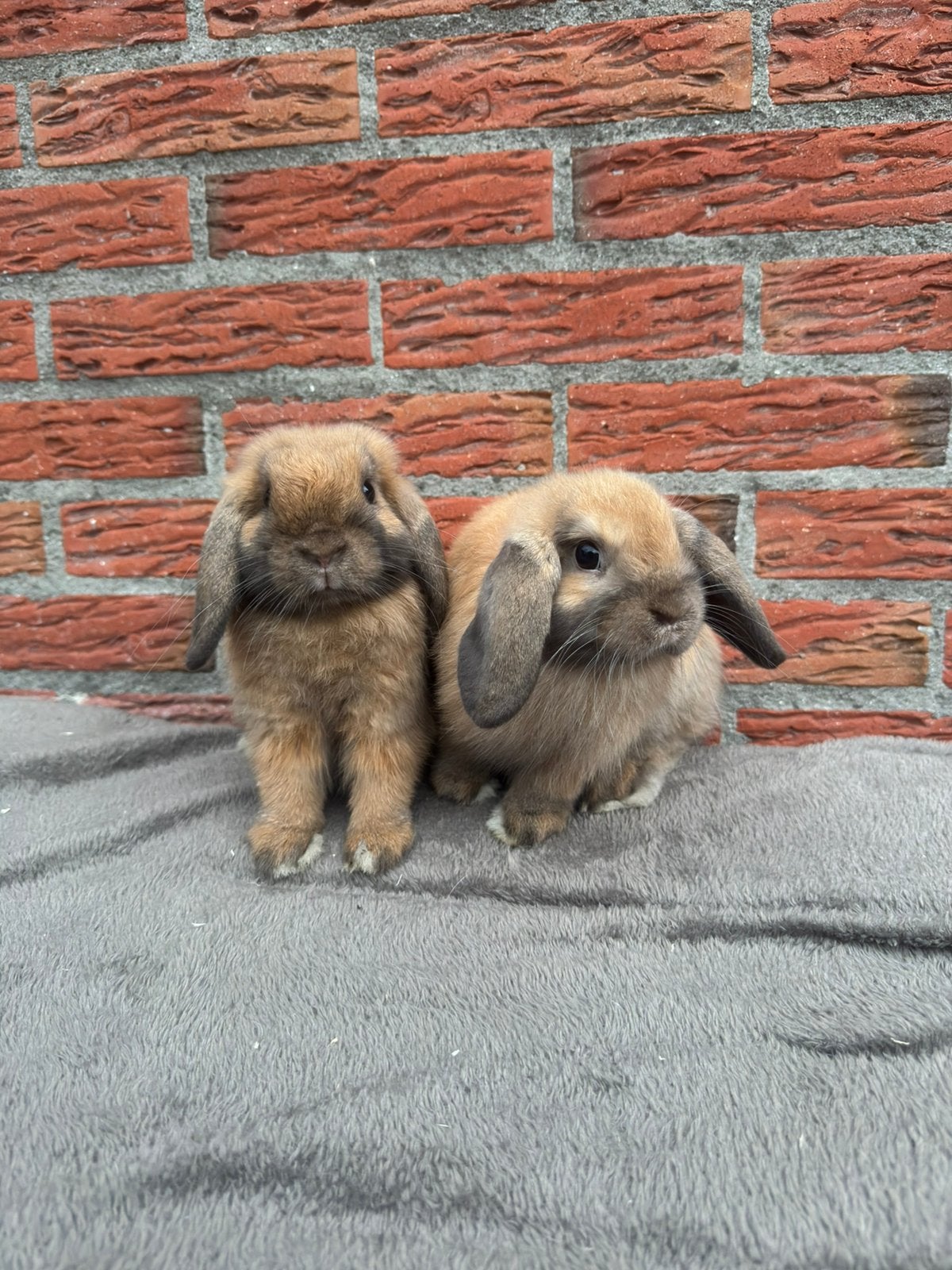 Raszuivere Nederlandse hangoor dwerg, Dieren en Toebehoren, Konijnen, Mannelijk, Dwerg, Hangoor