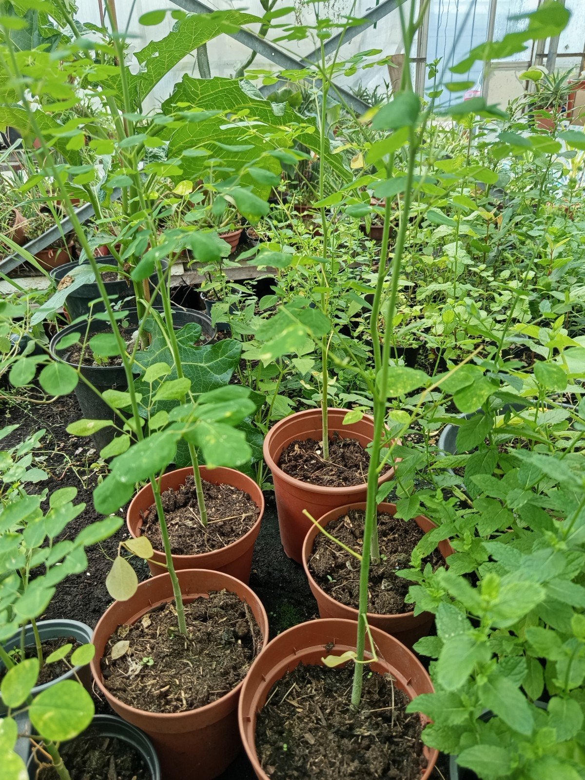 Moringa planten 5,00 euro per stuk., Ophalen of Verzenden, Eenjarig, Overige soorten, Volle zon