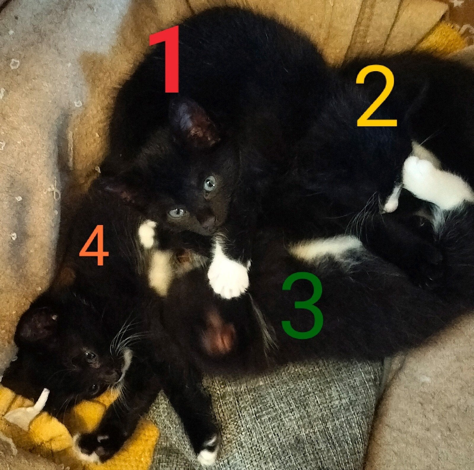kittens – 3 vrouwtjes en 1 mannetje, Dieren en Toebehoren, Kater, 0 tot 2 jaar