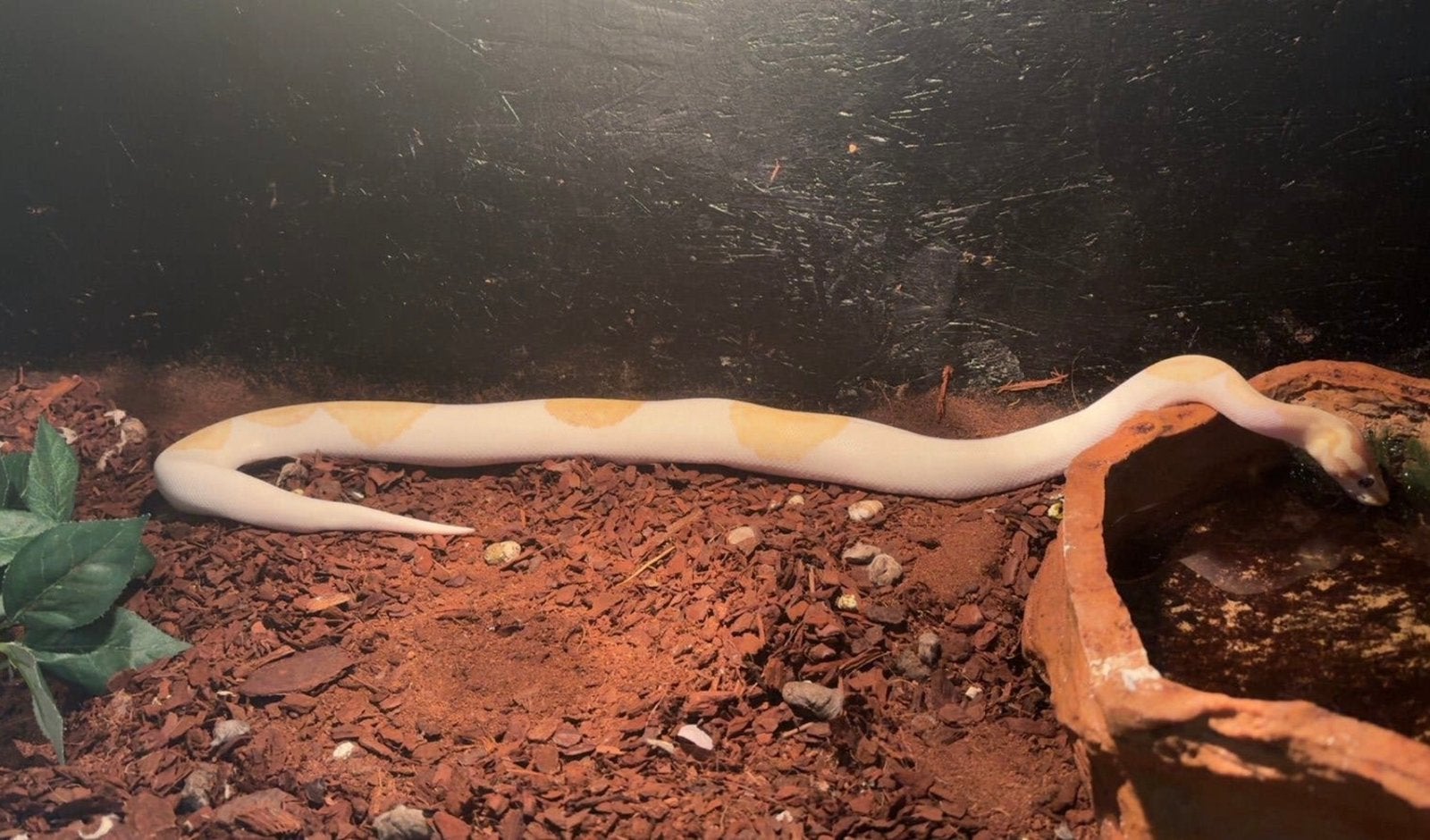 koningspython+terrarium Ball Python photo 4
