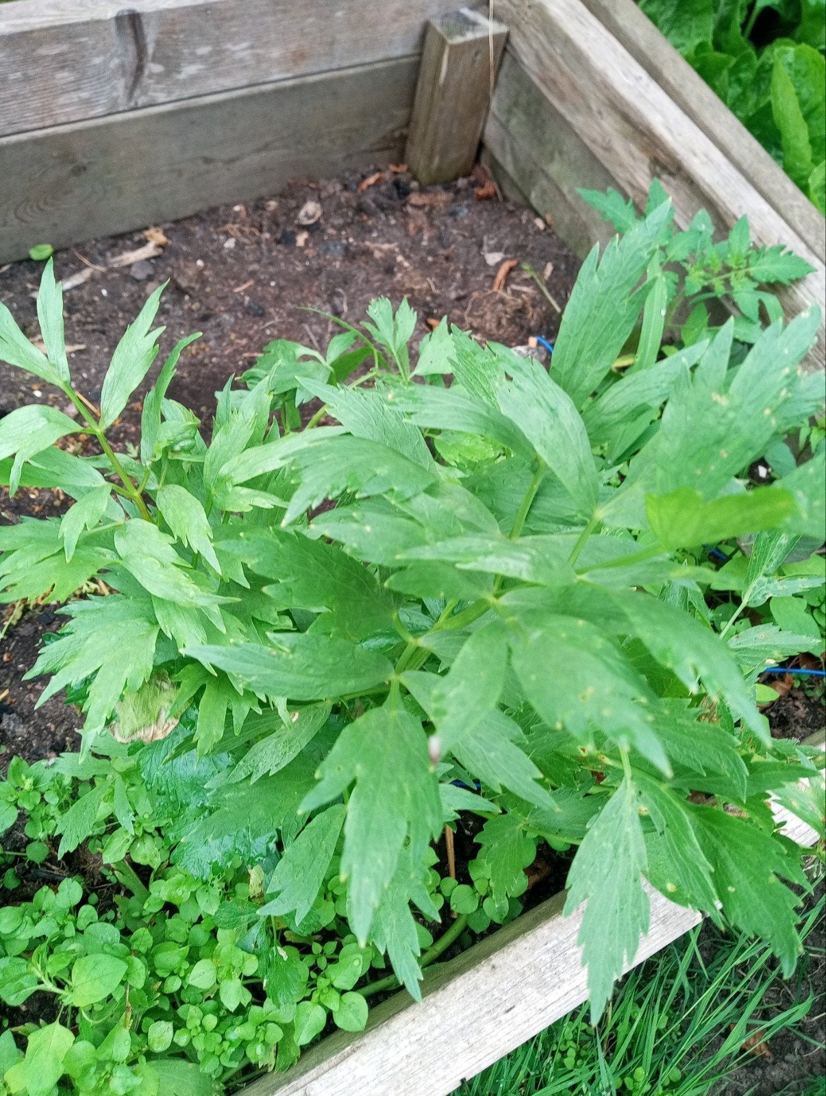 maggiplant, Tuin en Terras, Ophalen of Verzenden, Overige soorten, Volle zon