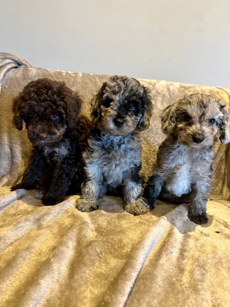 Super knappe mini doodle puppys zoeken gouden mandje!, Overige rassen, 8 tot 15 weken, Meerdere, Meerdere dieren