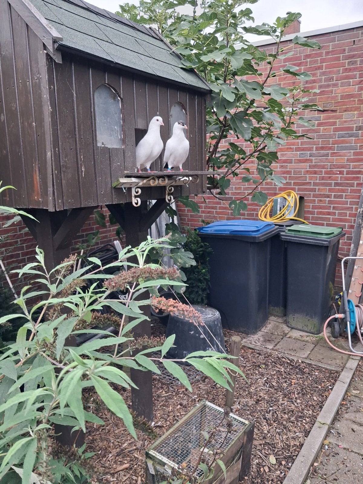 Koppel sier duiven te koop., Dieren en Toebehoren