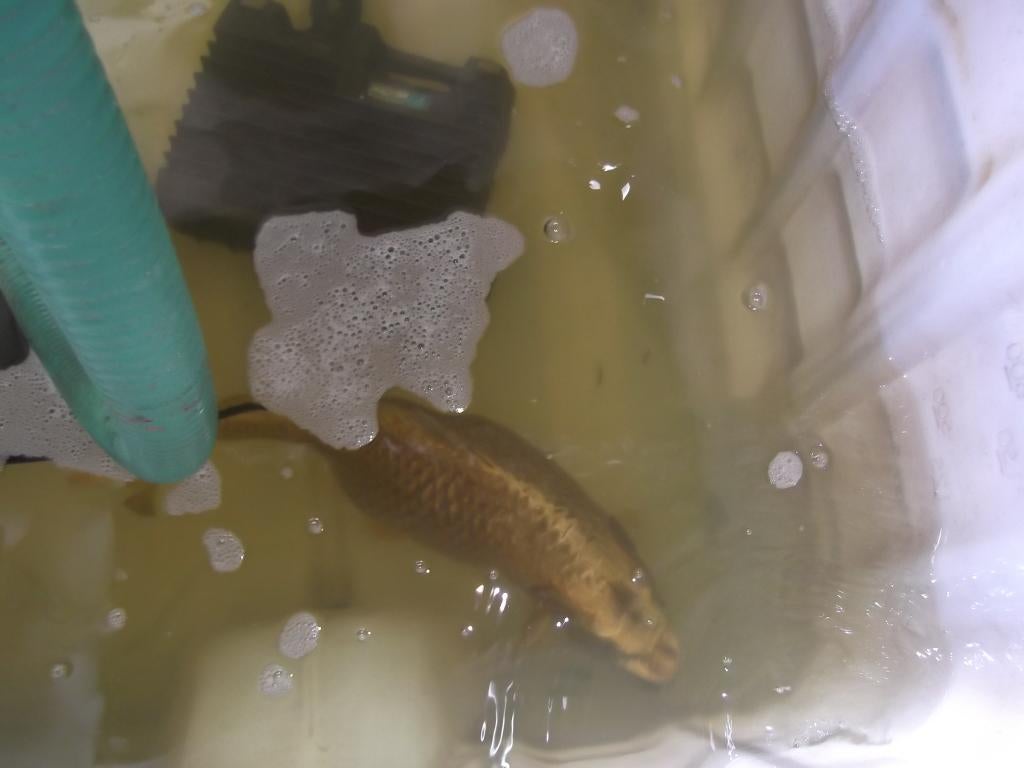 koi, Karper of Koi