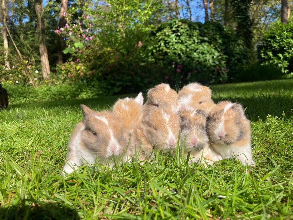 Jonge konijntjes / dwergkonijntjes, Meerdere dieren, Dwerg, Hangoor, 0 tot 2 jaar