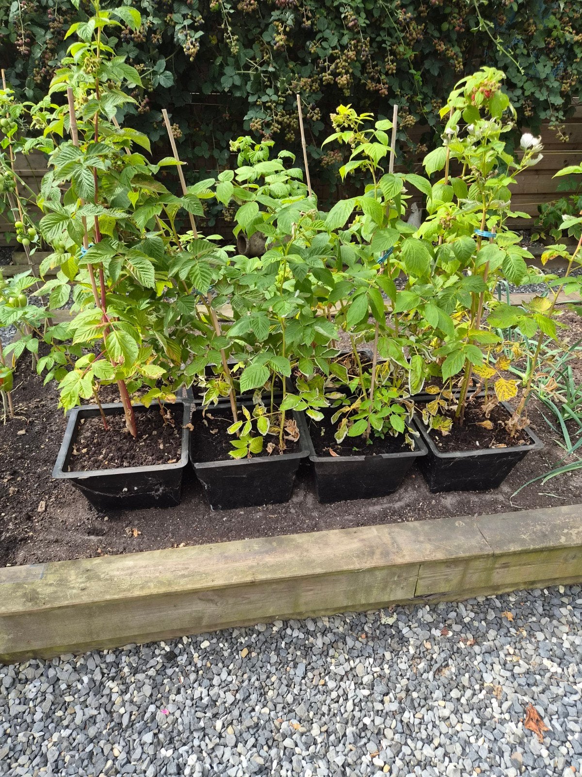 frambozen planten, Ophalen, Overige soorten, Minder dan 100 cm