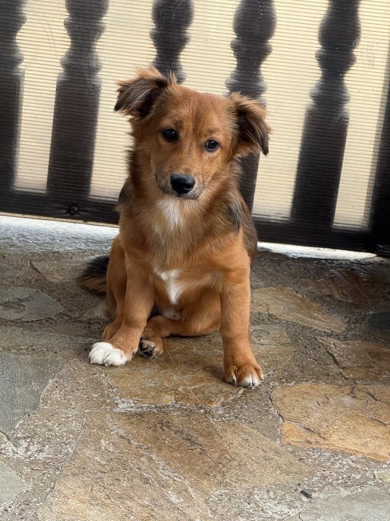 Puppys 5maanden adoptie herplaatser, Dieren en Toebehoren, Honden | Niet-rashonden, Particulier, 15 weken tot 1 jaar, Buitenland