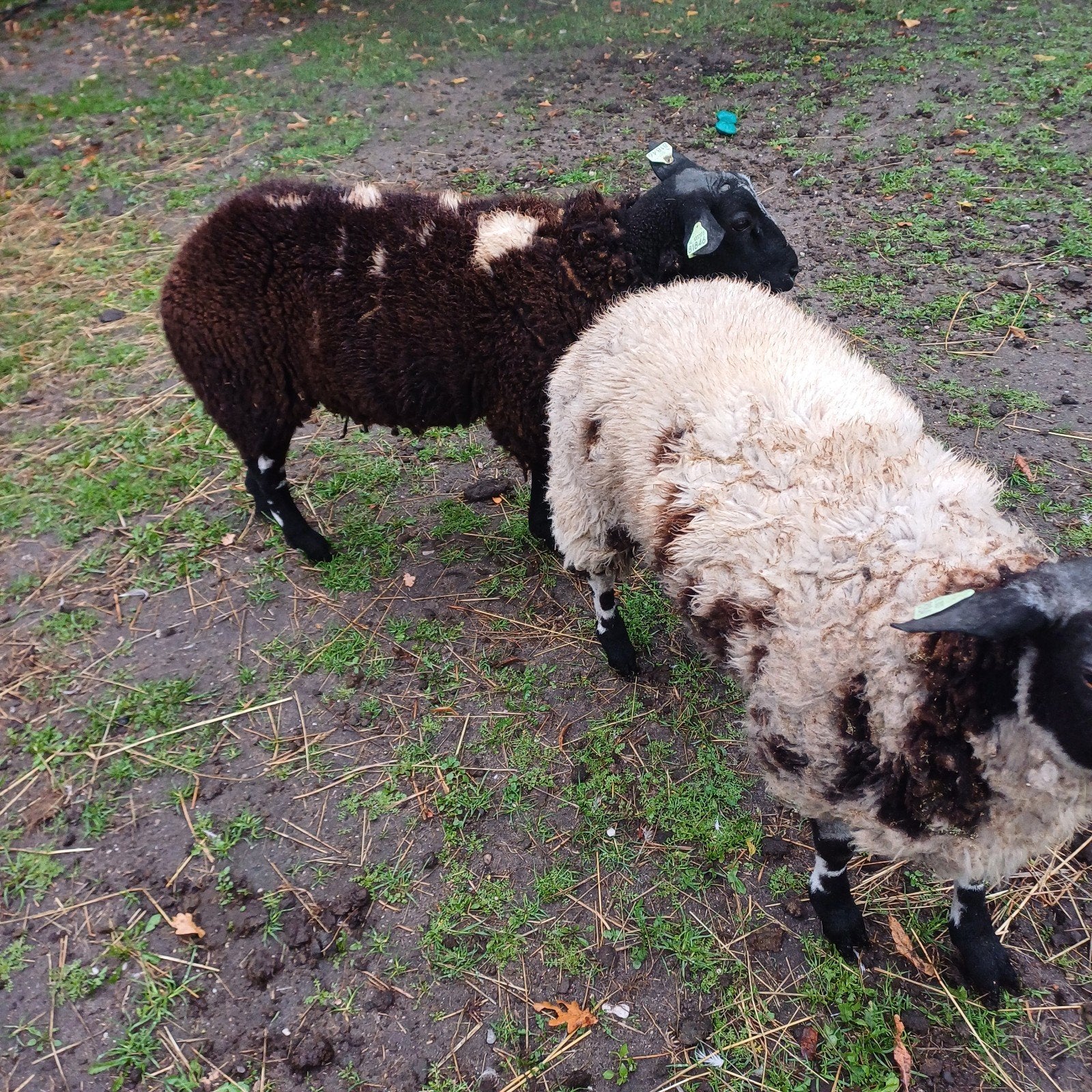 te koop 2 bonte rammen, Dieren en Toebehoren, Mannelijk, Schaap
