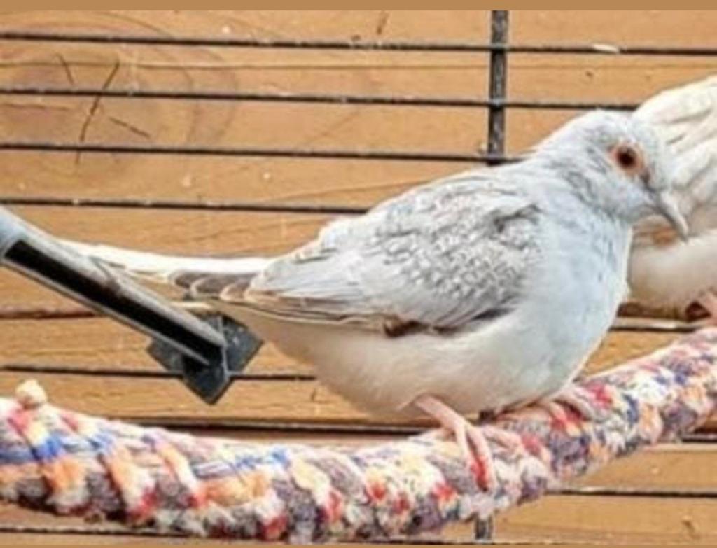 Broedrijp jong diamantduifje man, Dieren en Toebehoren, Vogels | Overige Vogels, Mannelijk