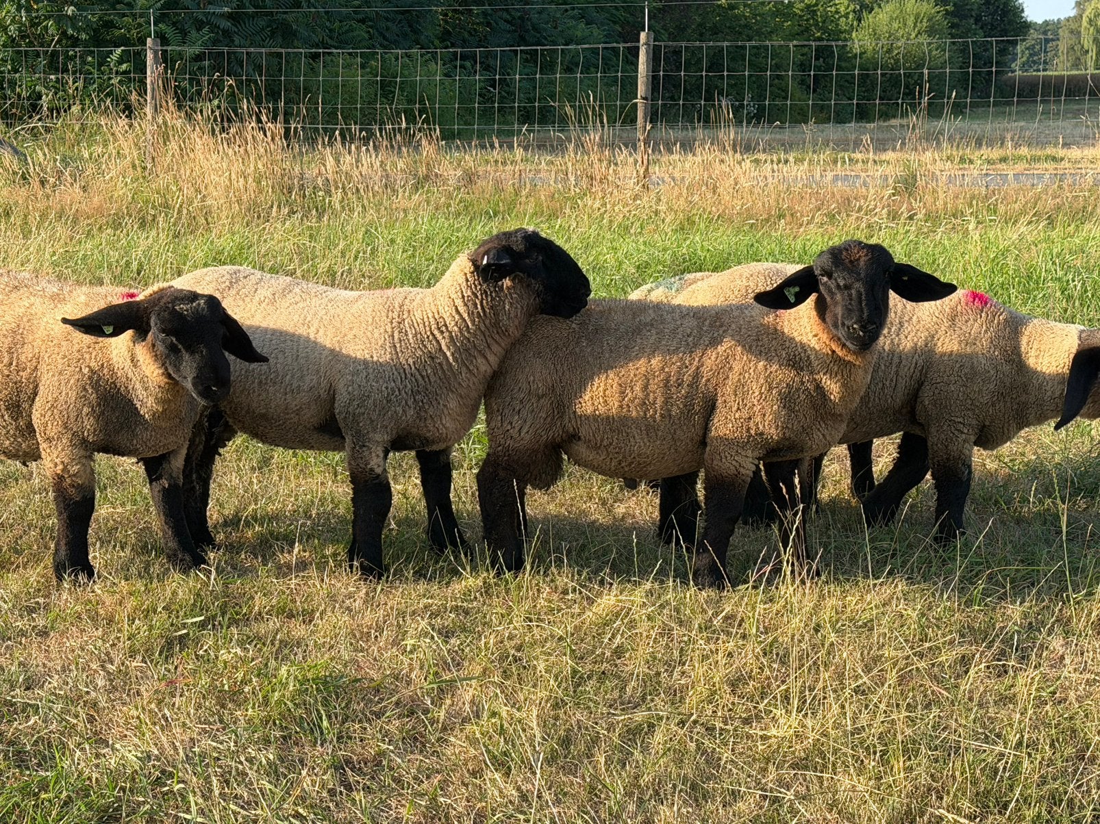 Suffolk ooi en ramlammeren te koop, Dieren en Toebehoren, Schapen, Geiten en Varkens, Meerdere dieren, Schaap