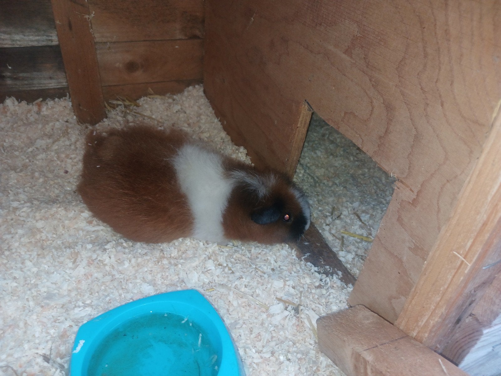 cavia met hok, Januari, Vrouwelijk, Cavia