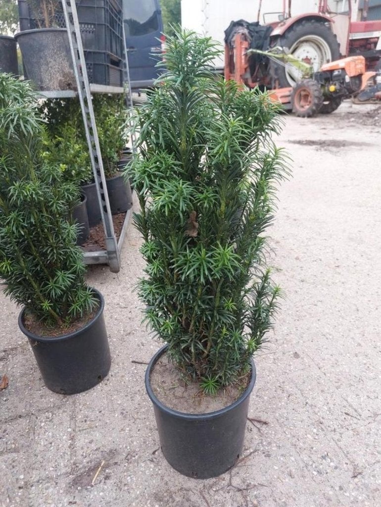 Taxus baccata 'Fastigiata Robusta', Ophalen, Taxus, Minder dan 100 cm