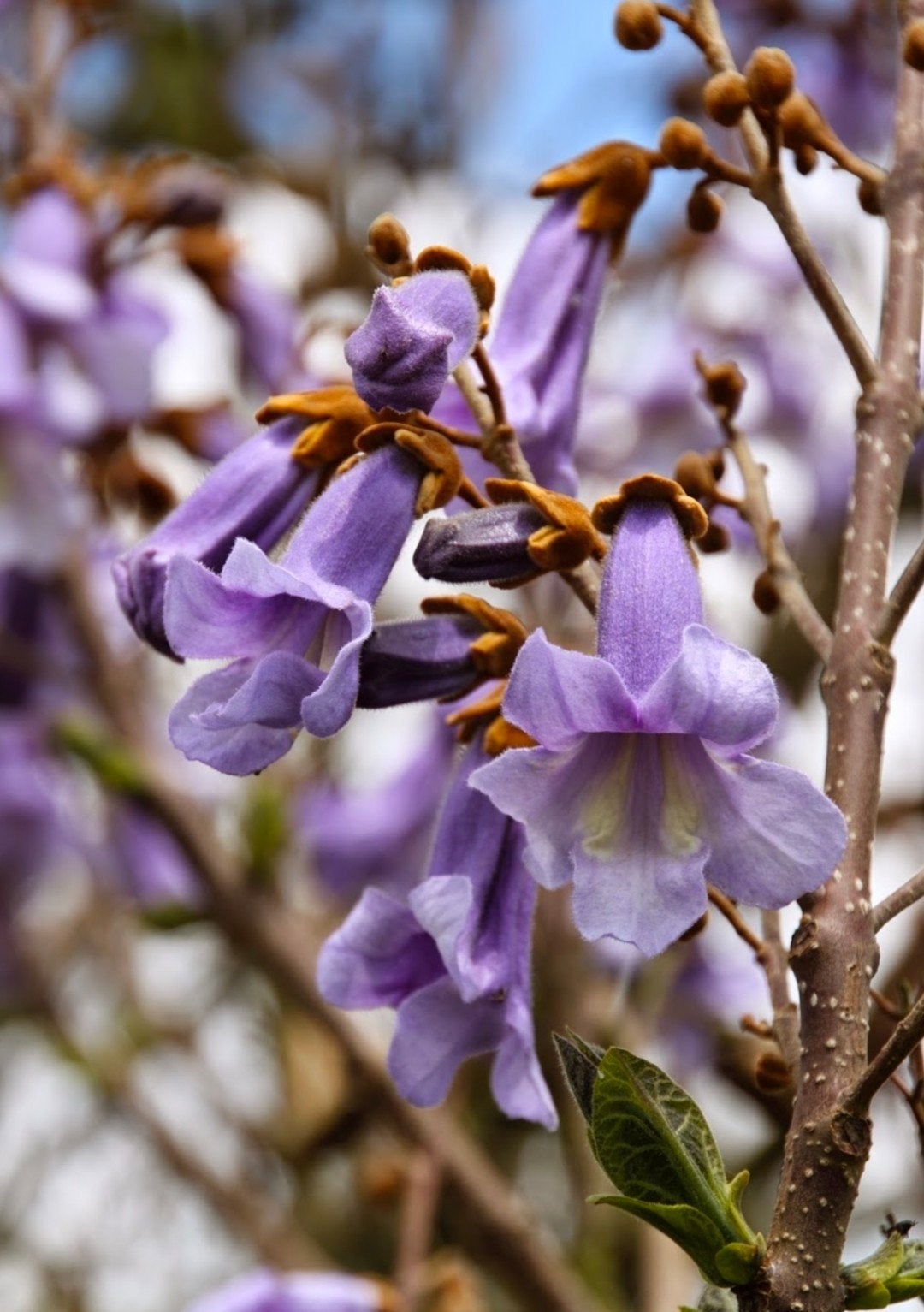 paulownia tomentosa, Bloeit niet, Overige soorten, 250 tot 400 cm, Ophalen
