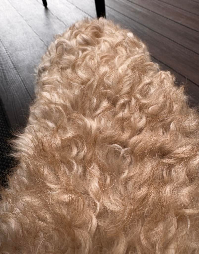 Mini Australian labradoodle Bodhi, Dieren en Toebehoren, Honden | Dekreuen, Parvo, Reu, Eén hond, 3 tot 5 jaar