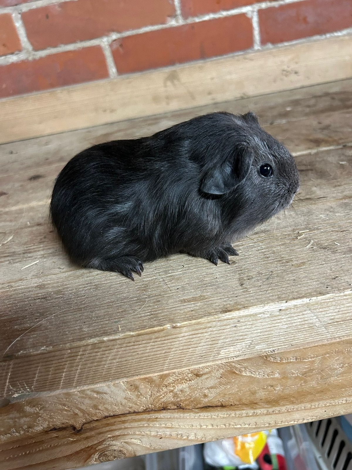 Blauw soldiagouti Cavia beren, Cavia, April, Mannelijk, Tam