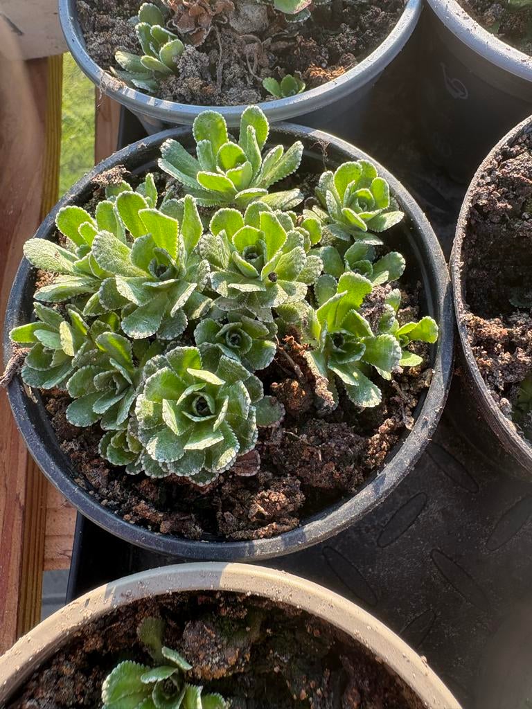 Saxifraga paniculata, Bodembedekkers, Volle zon, Vaste plant, Ophalen of Verzenden