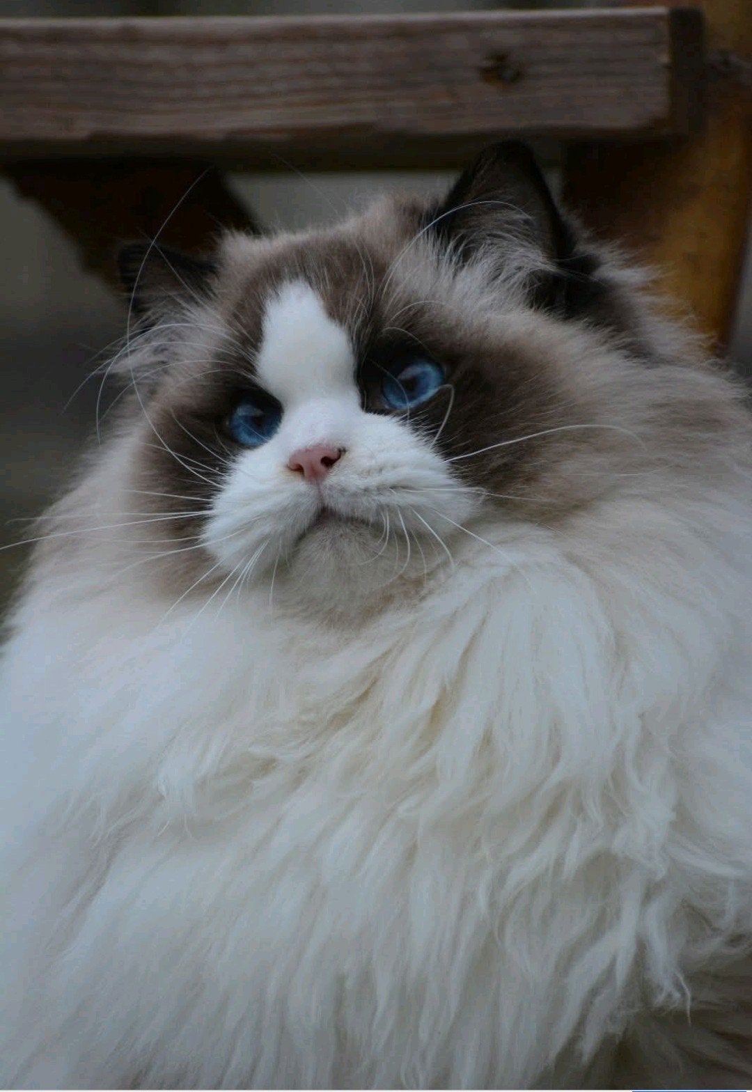 De allerliefste 1 jarige Ragdoll kater, Kater, Met stamboom, 0 tot 2 jaar