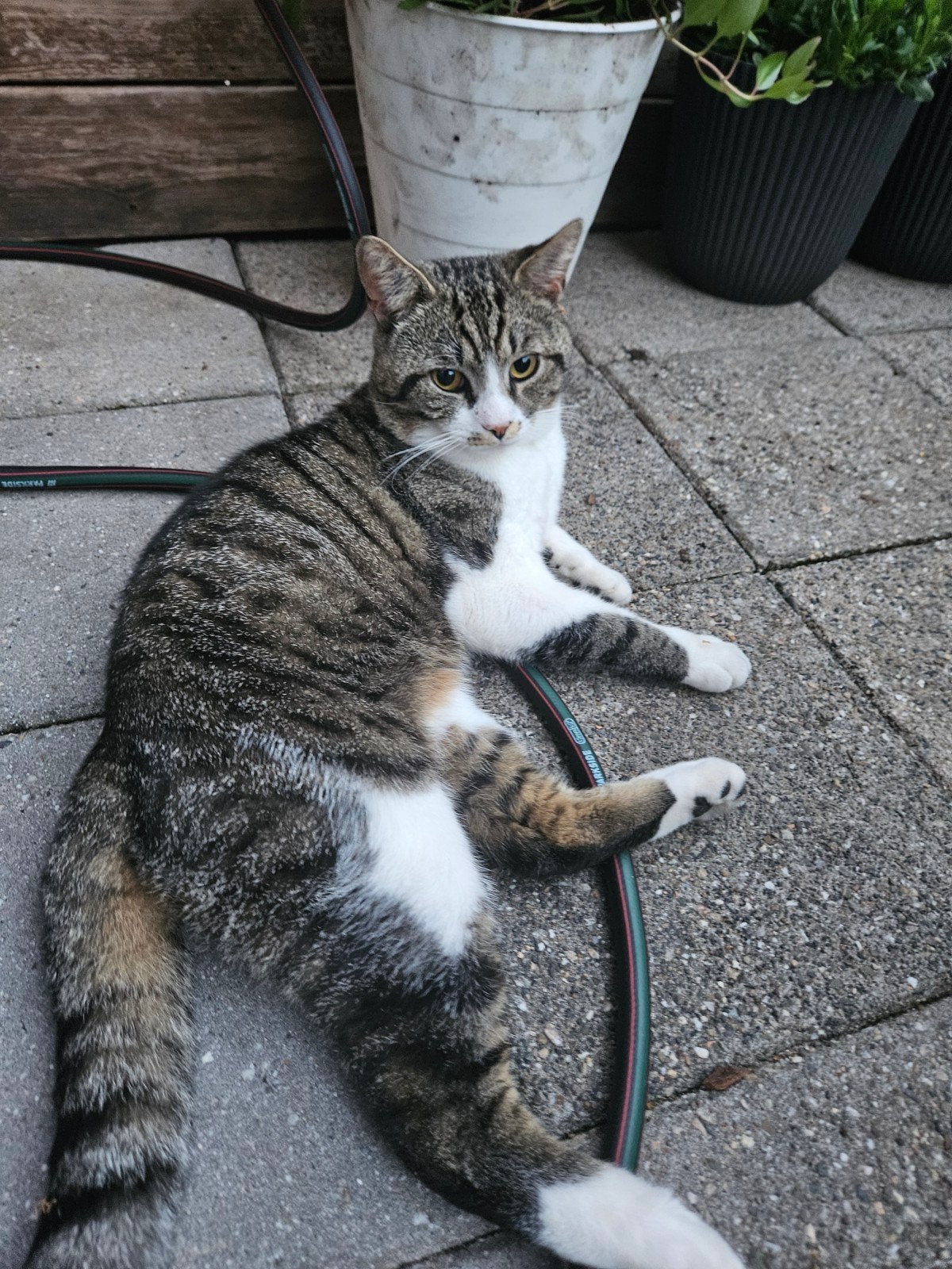 50 euro, Dieren en Toebehoren, Kater, Kortharig, 0 tot 2 jaar
