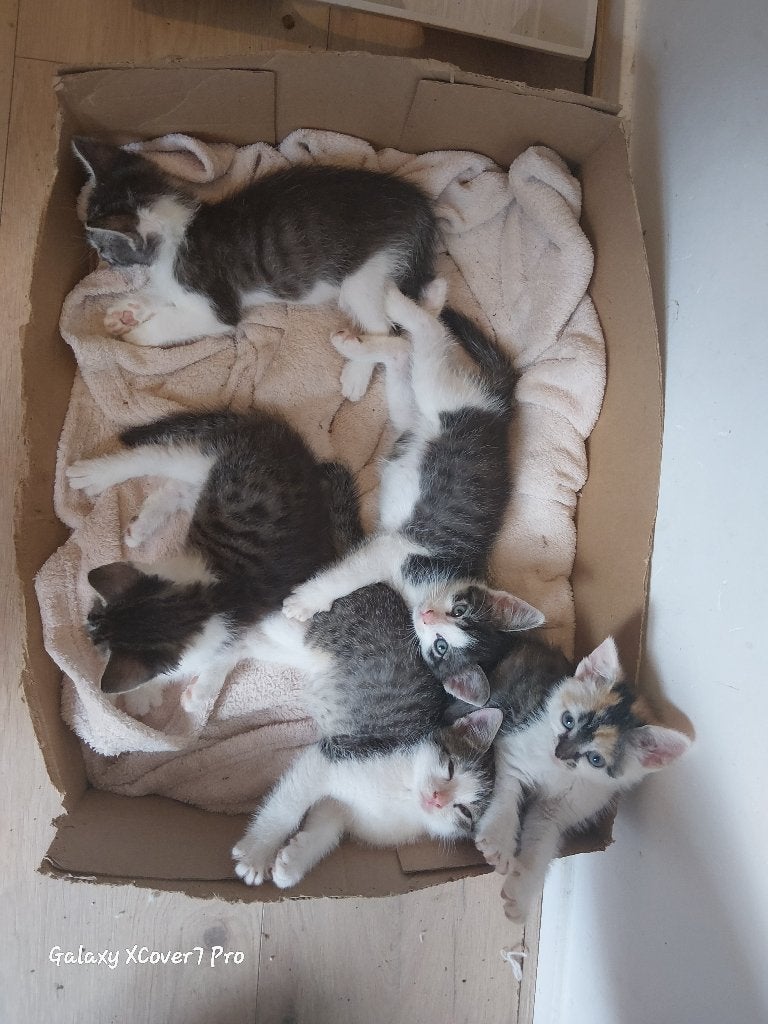 Kittens, Dieren en Toebehoren, Katten en Kittens | Overige Katten, Meerdere dieren, Kortharig, 0 tot 2 jaar