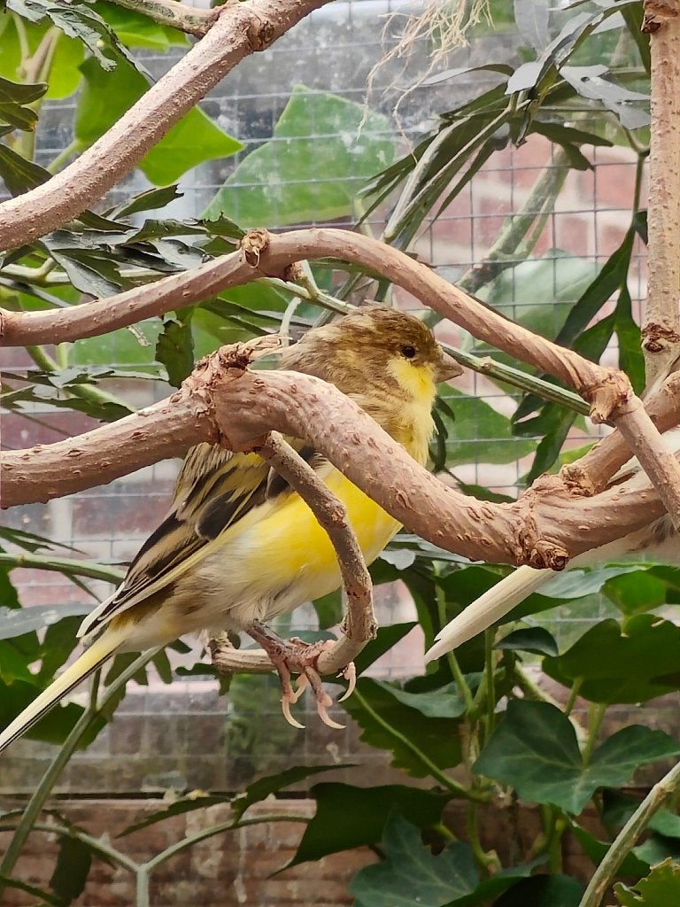 Natuurbroed Koudkweek Kanaries, Meerdere dieren, Tropenvogel