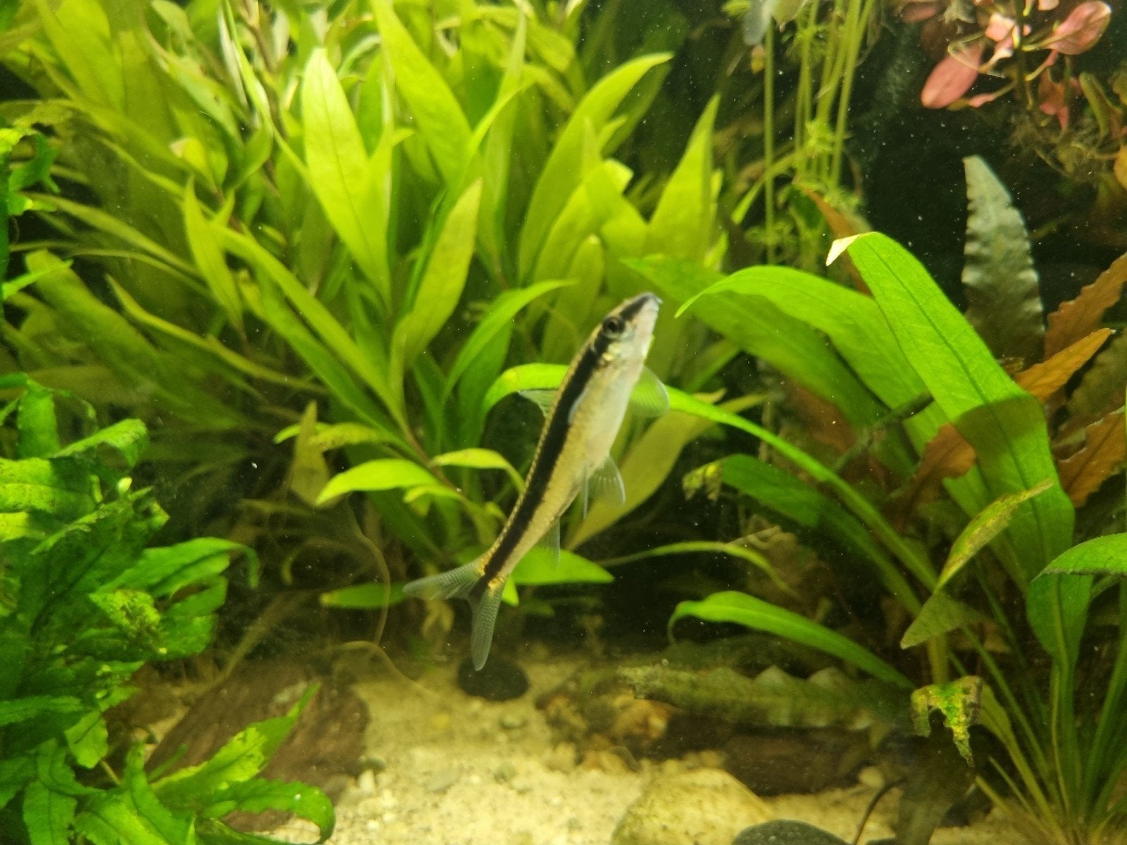 siamese algeneters, Vis