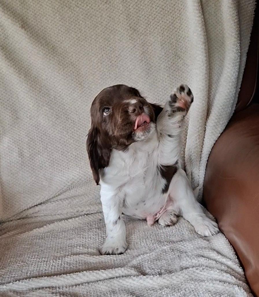 MOGEN HET NEST VERLATEN mooie Engelse springer spaniel pups, Dieren en Toebehoren, Honden | Retrievers, Spaniëls en Waterhonden
