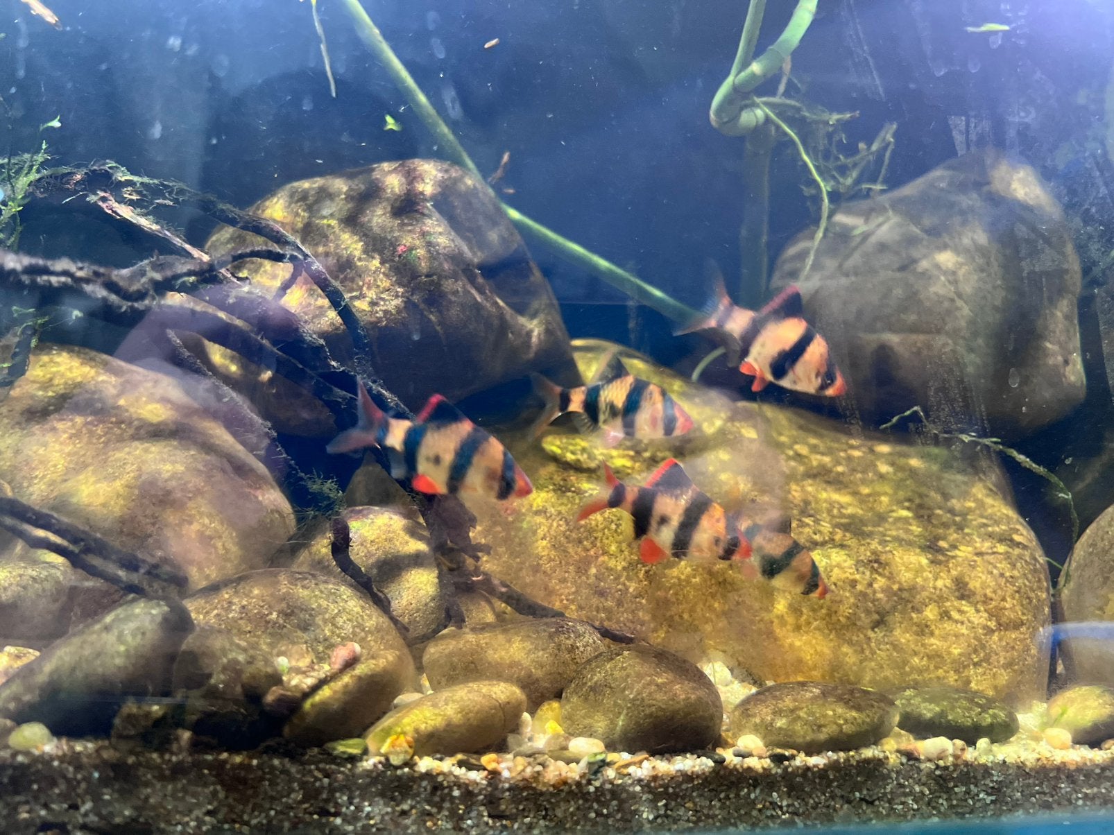 Prachtige Sumatranen (5 stuks), Tickets en Kaartjes, Recreatie | Dierentuinen, Eén persoon