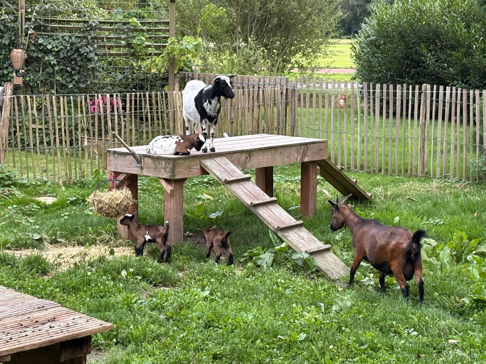 Dwerggeit bokjes 25 augustus en 4 september, Dieren en Toebehoren