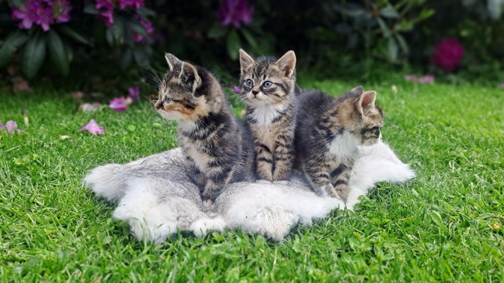 Boerderij tijger kittens te koop, Dieren en Toebehoren, Meerdere dieren