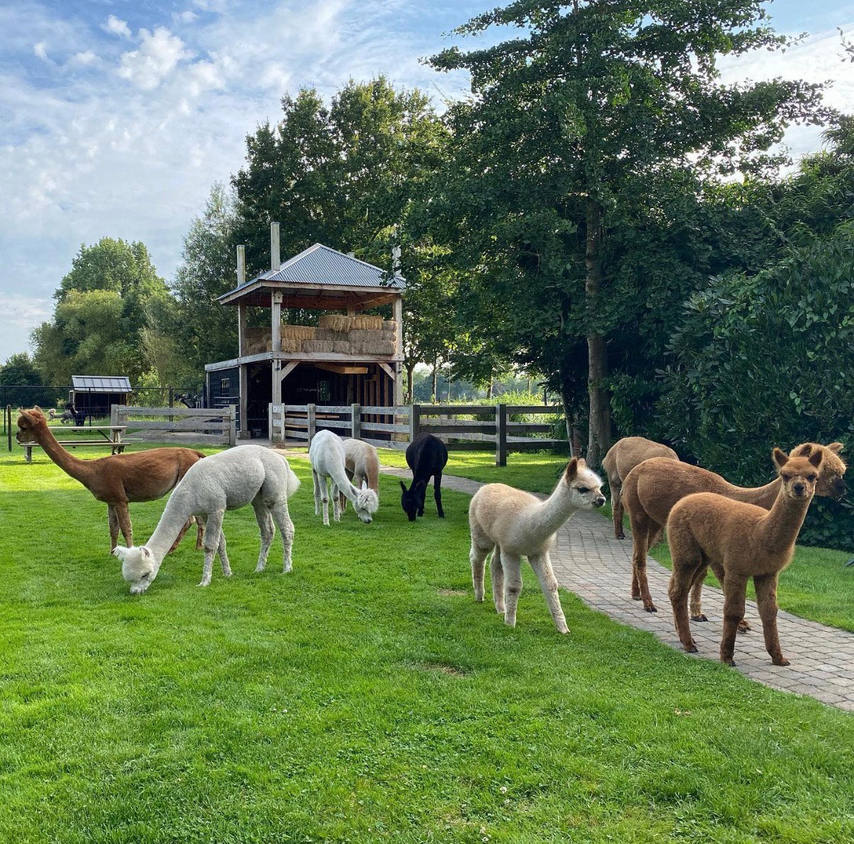 Alpaca’s: merries, ruinen (dek) hengsten, Mei, Meerdere dieren
