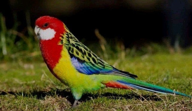 PRACHT OOSTERSE  ROSELLA PAPEGAAI, Meerdere dieren, Tropenvogel