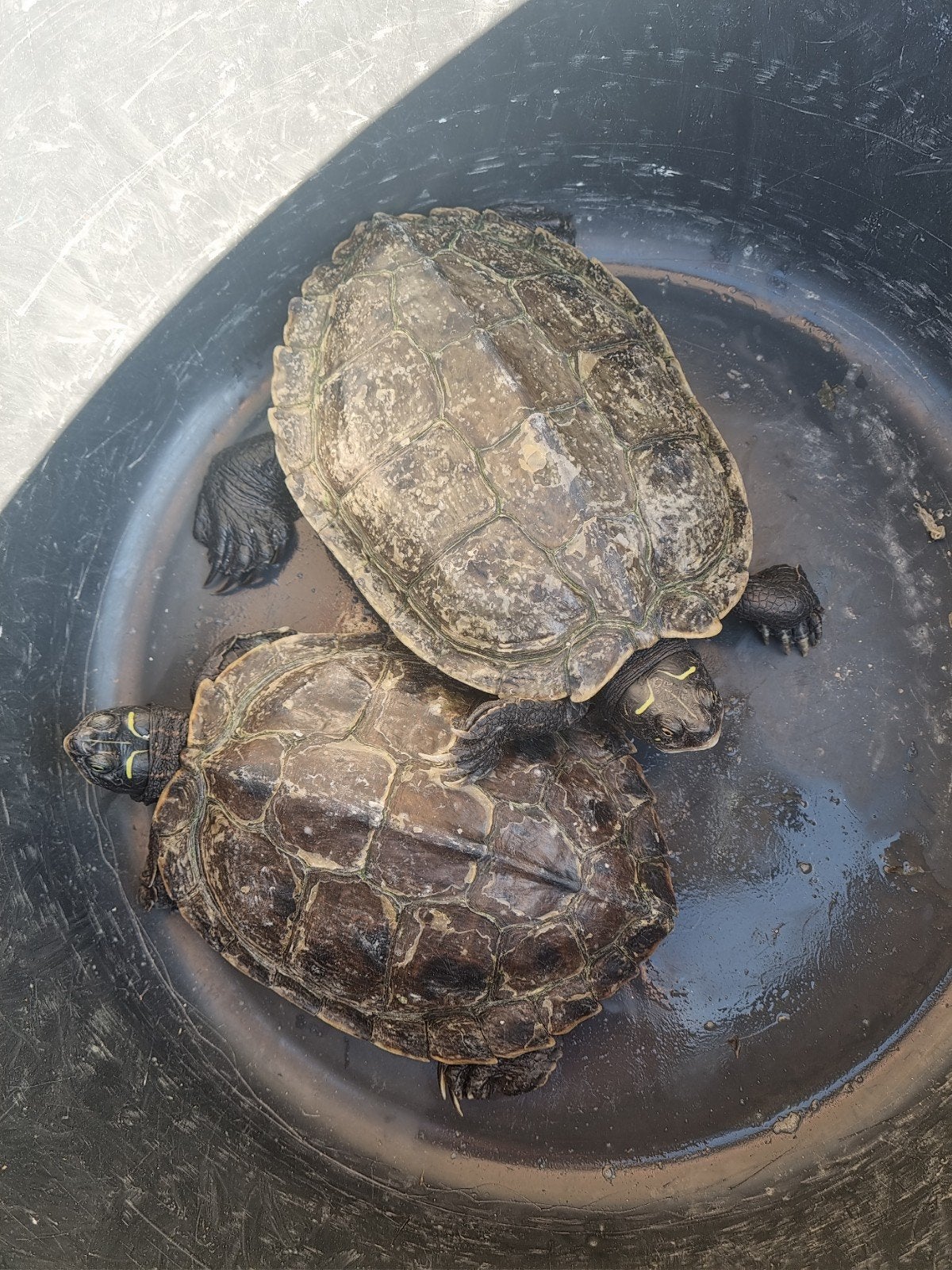2 volwassen 20cm! Zaagrugschildpadden water schildpadden

Be, Dieren en Toebehoren, Schildpad
