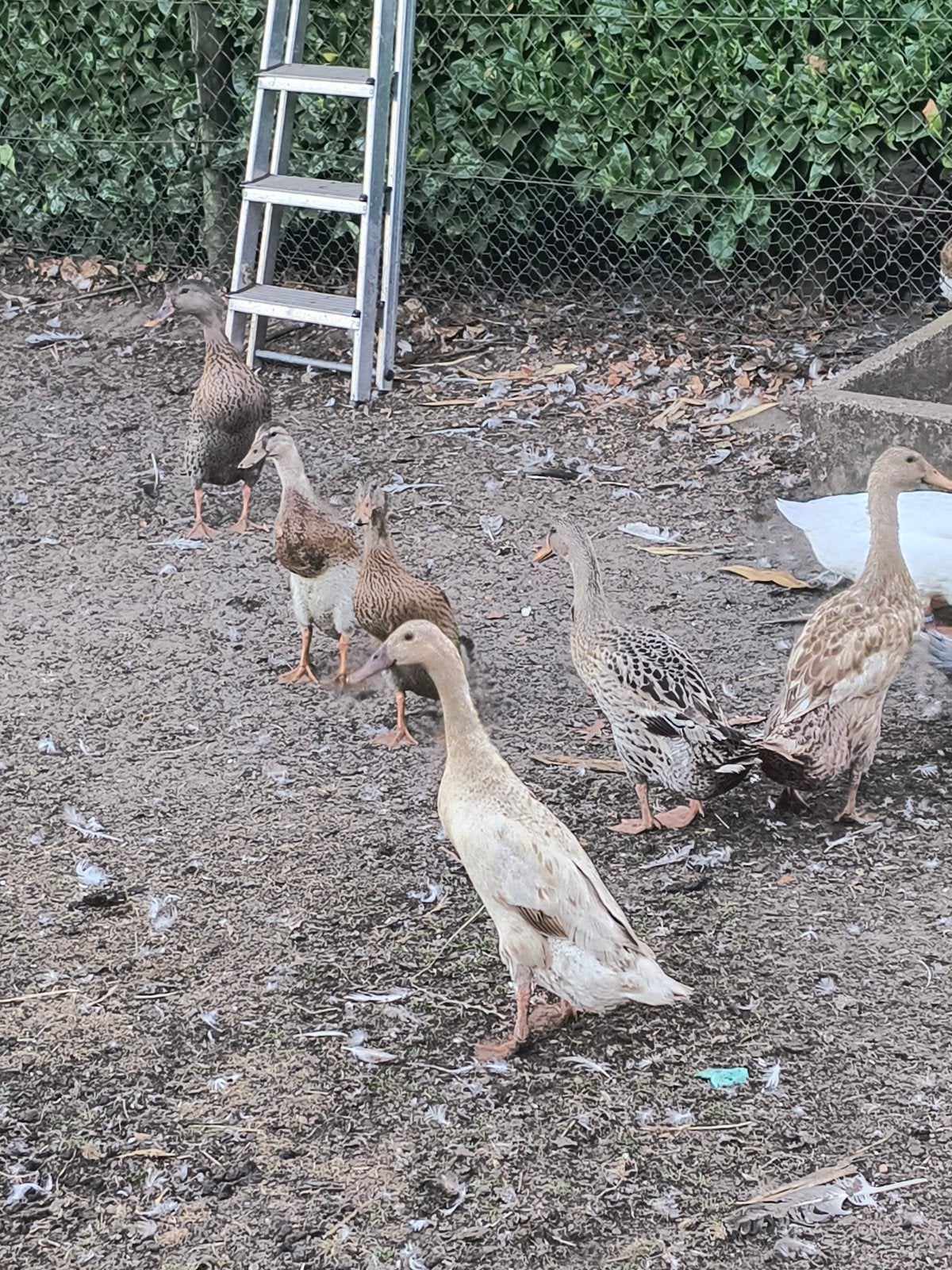 te koop Indische loopeenden, Dieren en Toebehoren, Pluimvee, Meerdere dieren, Eend