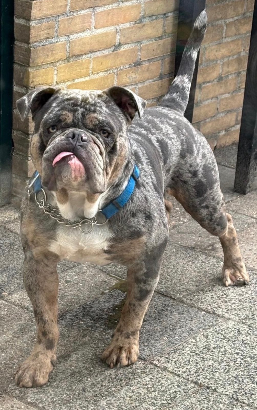 Old english Bulldog reu 3 jaar, Dieren en Toebehoren, Honden | Bulldogs, Pinschers en Molossers, Reu, CDV (hondenziekte), Bulldog