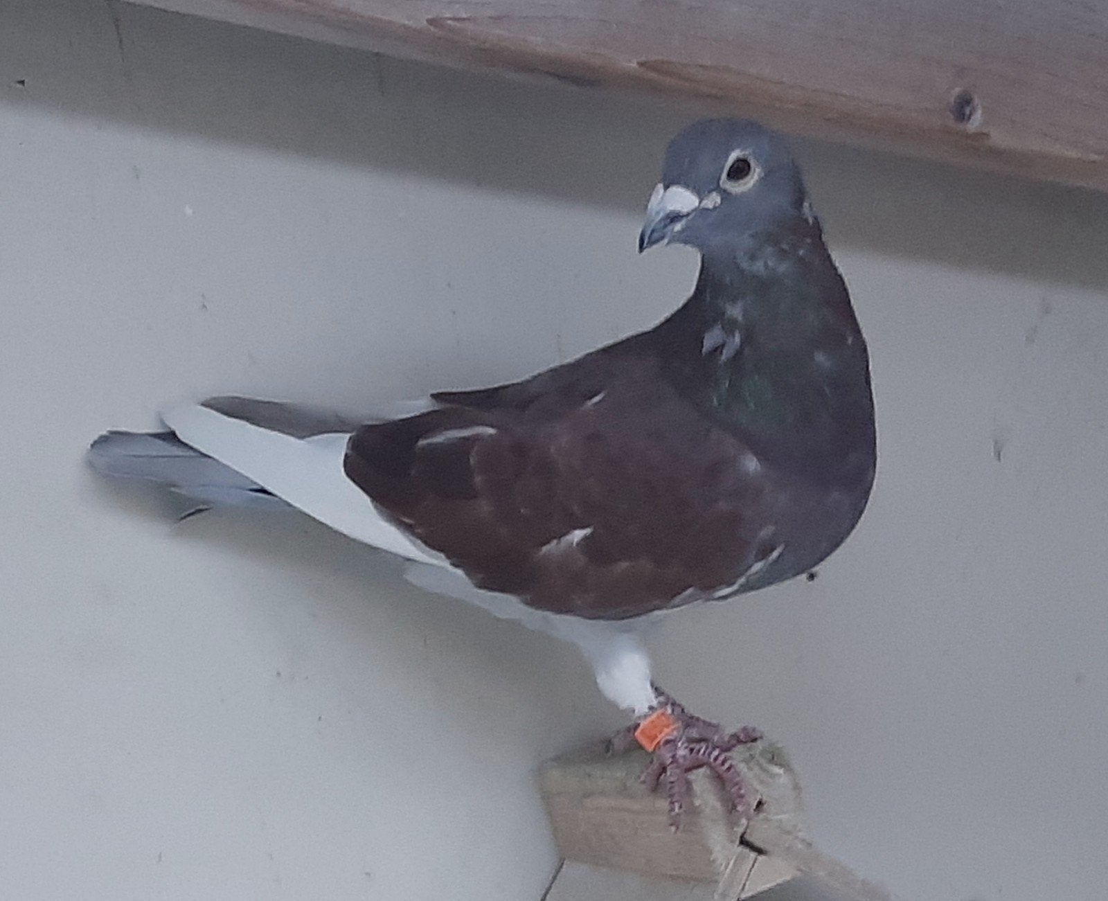 kleur postduiven., Dieren en Toebehoren, Vogels | Duiven, Mannelijk, Overige soorten