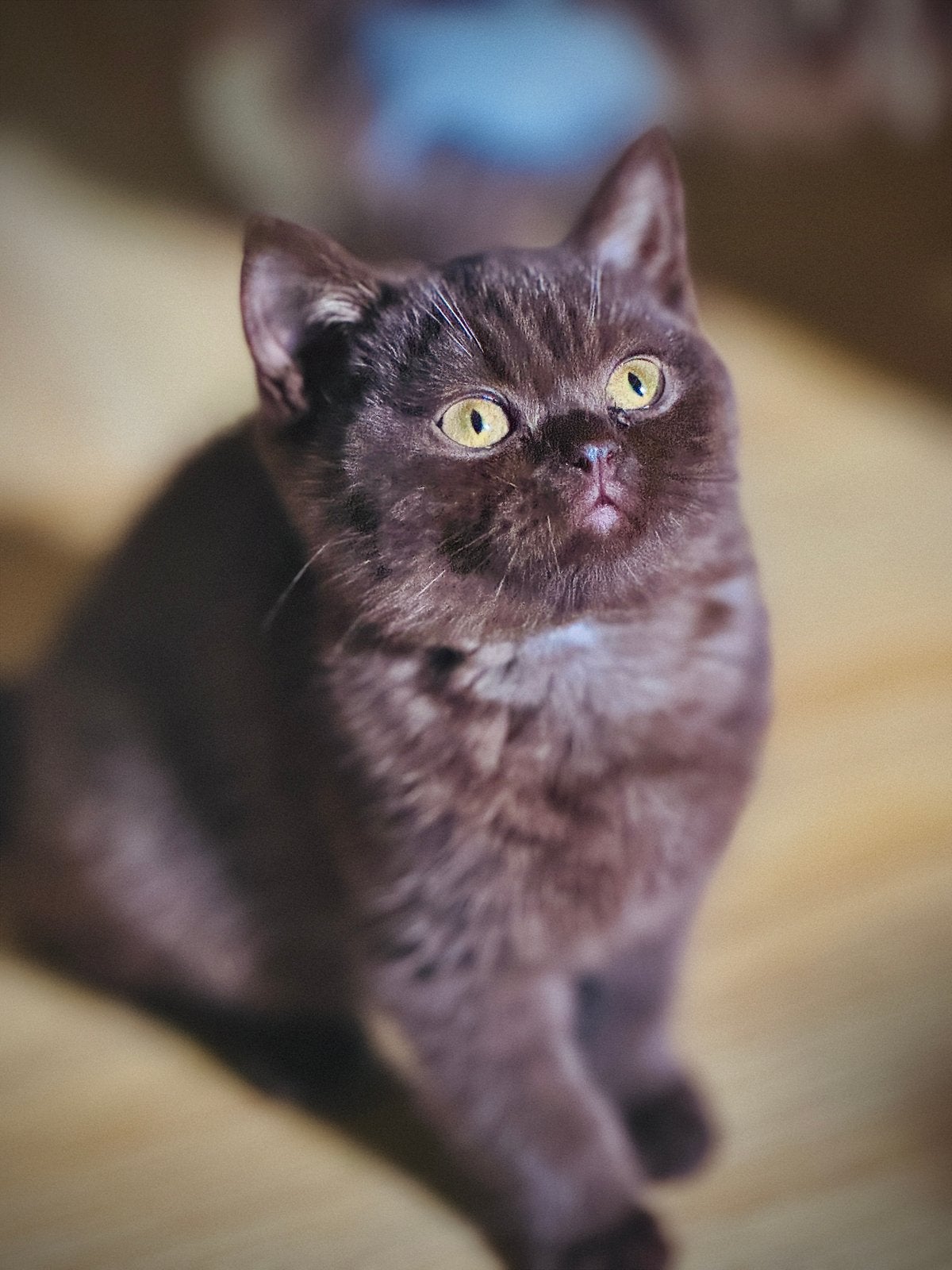 Prachtig Britse Korthaar kittens Met Stamboom, Dieren en Toebehoren, Meerdere dieren
