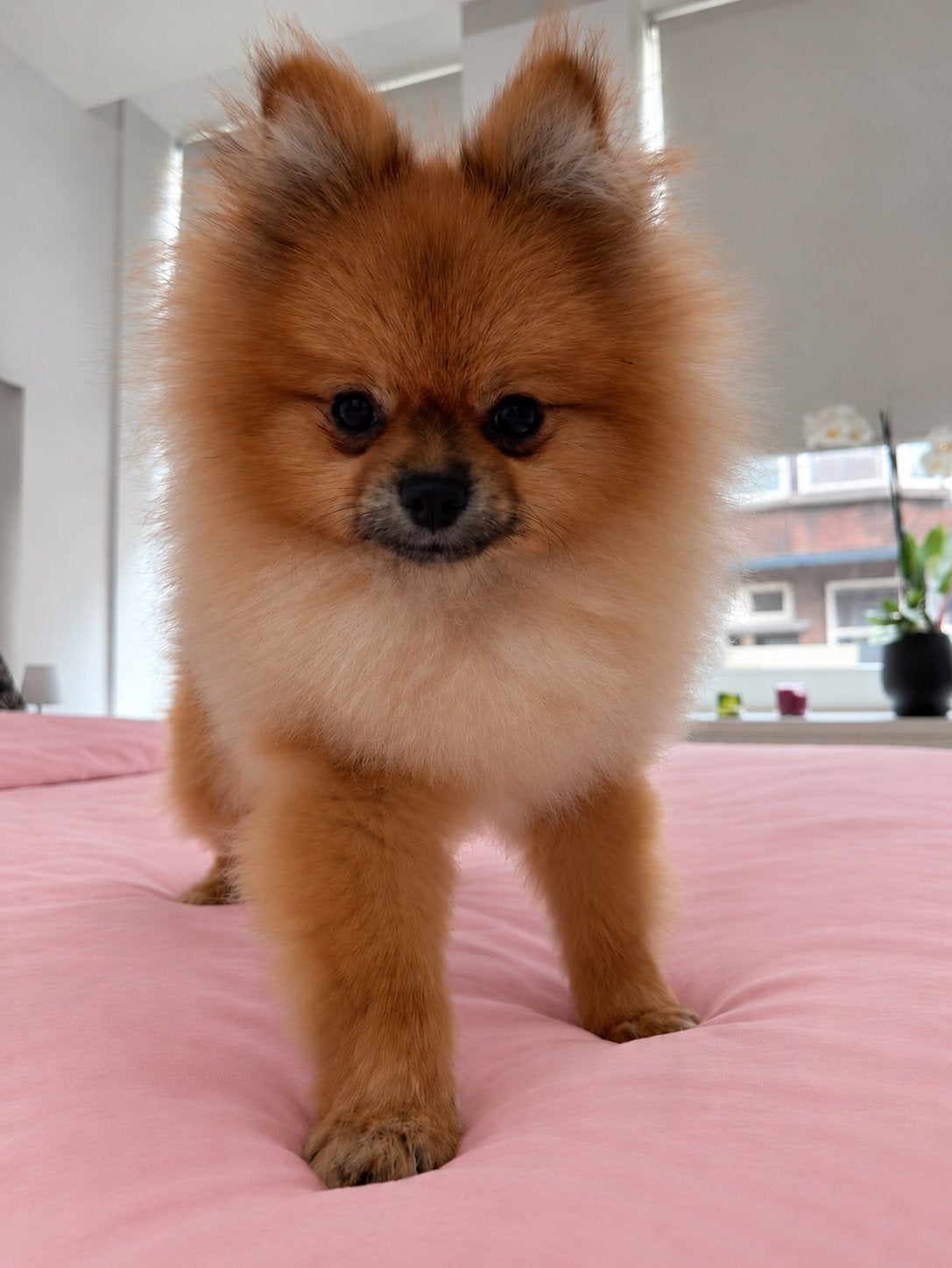 Pomeranian | Pomeriaan | Reu |  Stamboom, Particulier, Keeshond, 15 weken tot 1 jaar, Reu