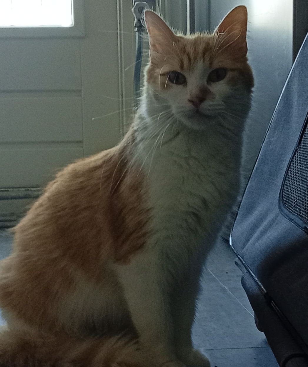 herplaatsen 2 Maine Coon poezen, Dieren en Toebehoren, 3 tot 5 jaar