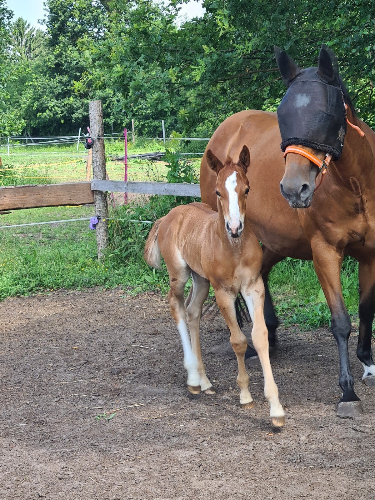 American Quarter Horse Hengstfohlen, Minder dan 160 cm, Met stamboom, Niet van toepassing, 0 tot 2 jaar