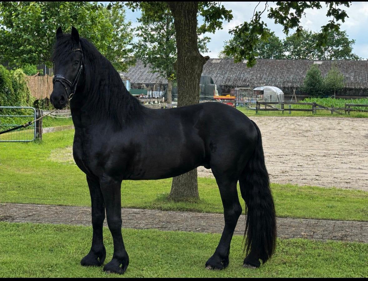 3 jarige Hengst Faust x Alwin, Met stamboom, Dressuurpaard, 3 tot 6 jaar, 160 tot 165 cm